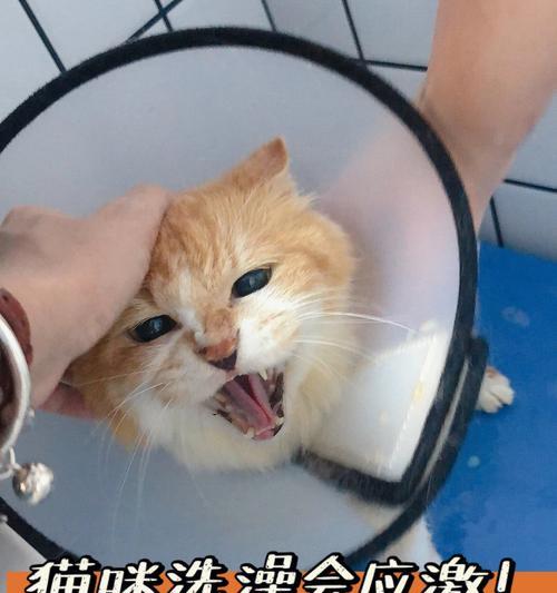 猫咪洗澡的正确方法（掌握适宜水温）
