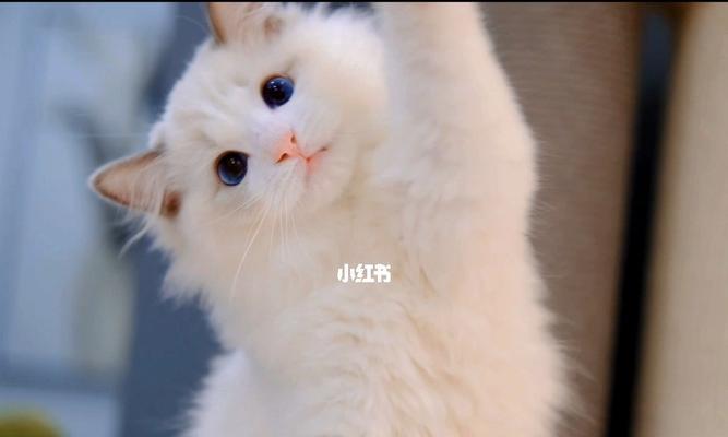 猫咪是喜欢主人的吗（探究猫咪与主人之间的情感纽带）