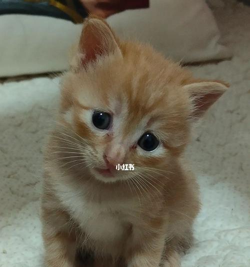 一只猫咪在家呆了20天，发生了什么（独自在家的猫咪的日常生活与变化）
