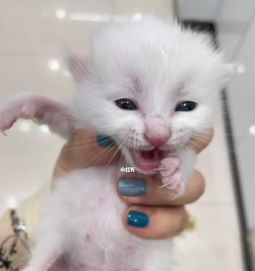 养一只未断奶小猫的全指南（如何给未断奶的小猫提供全方位的关爱和养护）