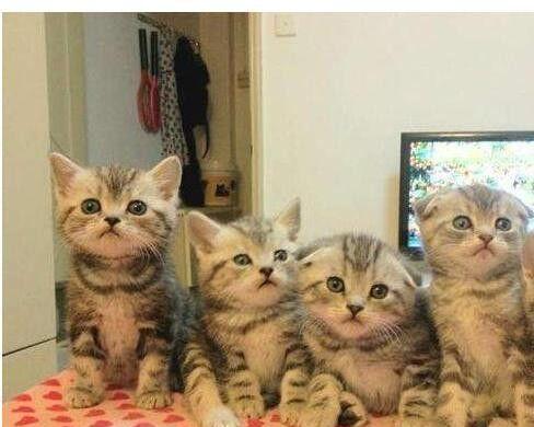 美国短毛猫呕吐怎么办（以宠物为主）