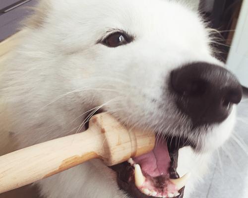 幼犬每天适量吃磨牙棒，健康快乐成长（宠物犬磨牙棒的作用和使用方法）