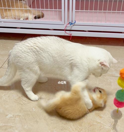 母猫对小猫的玩耍方式（母爱与玩具的交织）