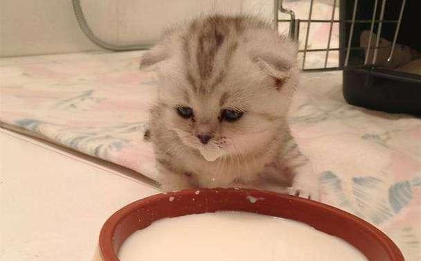 小猫咪奶凉了还能喝吗（探究小猫咪是否能够食用凉奶）
