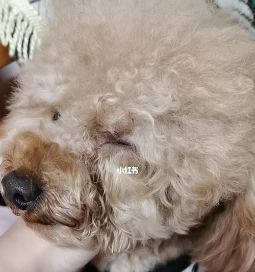 剖腹产后狗狗不认识小狗该怎么办（宠物养护中的问题解决——如何让母犬认可新生小狗）