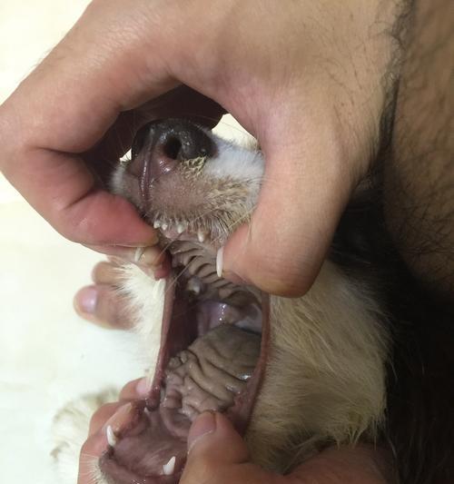 犬瘟狗狗鼻子增厚开裂——如何有效治疗（宠物饲主必看）