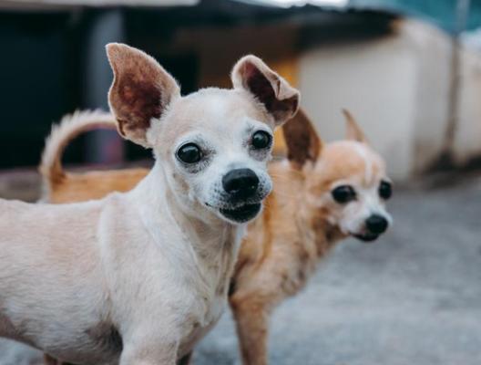 犬瘟抽搐的治疗方法（宠物抽搐不止）