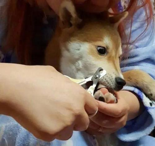 如何让宠物狗狗在剪指甲时保持不动（教你几招让狗狗放松心情）
