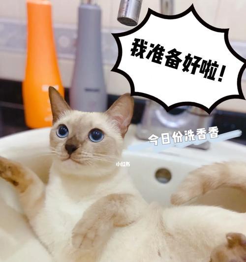 三个月的小猫可以洗澡吗（宠物护理必备技巧）
