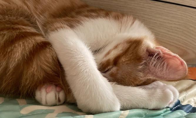 宠物猫咪拉稀怎么办（三个月大的猫咪拉稀应该如何处理）
