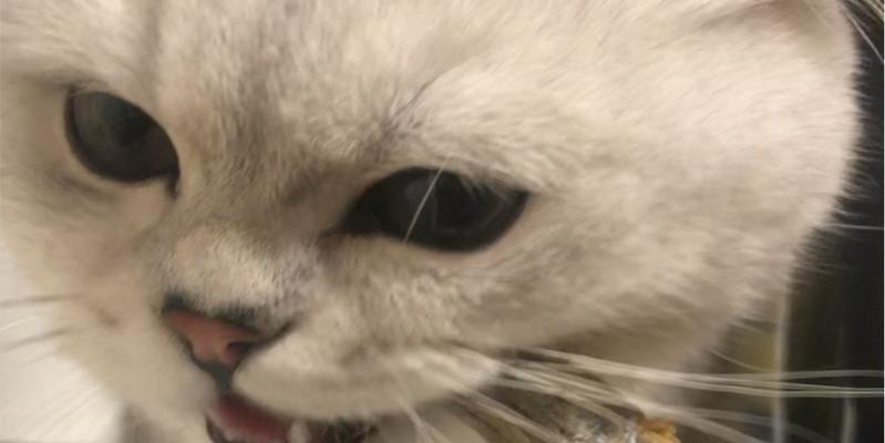 小猫三个月能吃小鱼吗（宠物喜欢吃小鱼的注意事项）