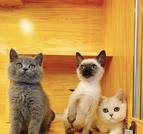 如何合理喂养四个月大的猫咪（掌握科学饲养技巧）