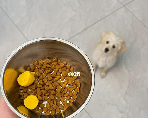 四个月小狗一天吃几顿最合适（宠物健康生活的关键在于良好的饮食习惯）