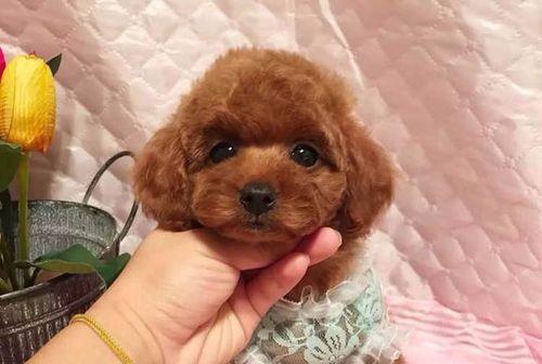 泰迪狗狗细小的预防和治疗（如何保护您的爱犬免受细小侵害）