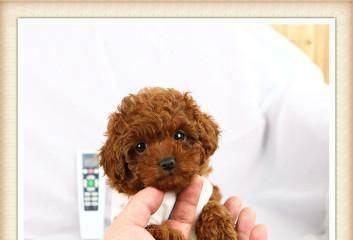 泰迪小狗断奶后如何正确饮食（从幼犬到成年犬）