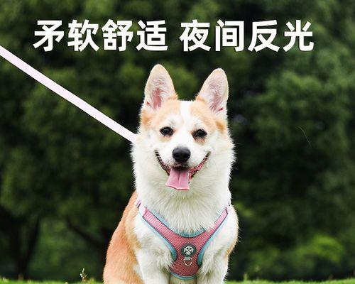 夏季狗狗下小狗怎么办（宠物家庭必备攻略）