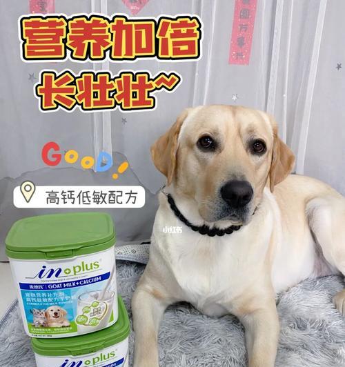 小狗狗可以喝什么奶粉？