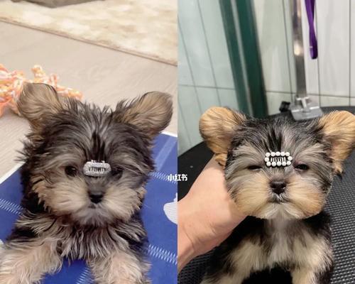 为什么小狗的毛色会发生变化？