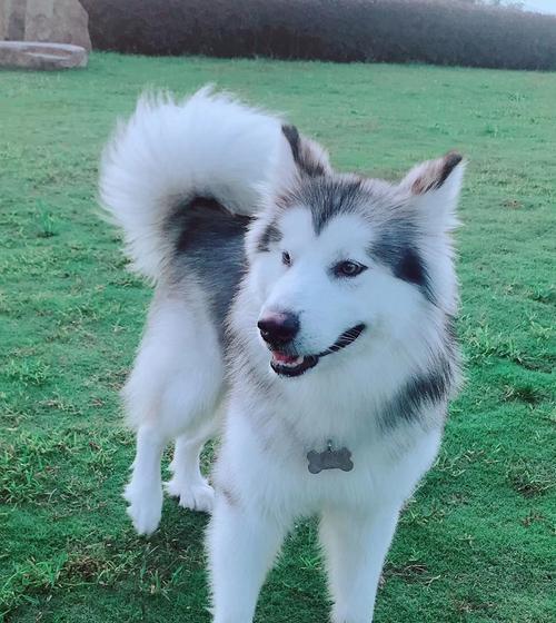 关爱你的阿拉斯加雪橇犬，让它健康快乐地度过8岁（宠物犬的寿命与健康）