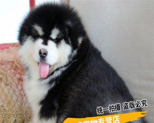 如何让你的阿拉斯加雪橇犬独自待在家（宠物抑郁症的防范措施）