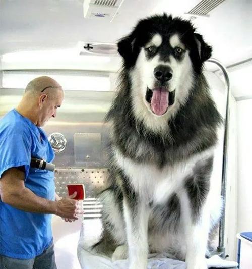了解阿拉斯加雪橇犬（宠物犬的最佳选择）
