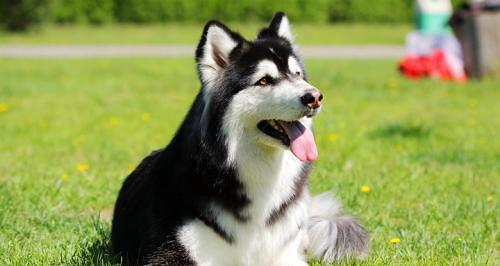养犬必备（宠物健康从饮食开始）