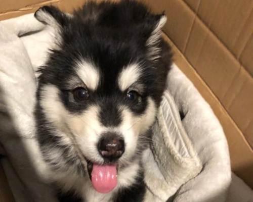 解决阿拉斯加幼犬吃撑咳嗽的问题（宠物主人必看的健康知识）
