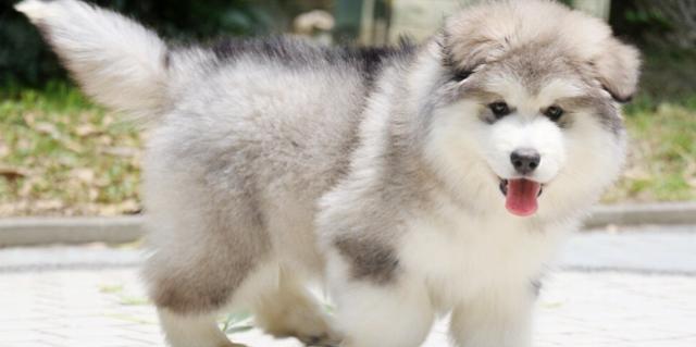 防范幼犬吃撑呕吐，让宠物健康成长（以阿拉斯加幼犬为例）