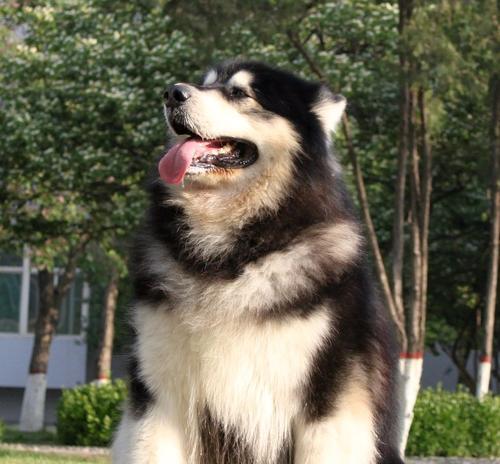 阿拉斯加幼犬为什么吃了饭会打嗝（了解幼犬的饮食习惯）