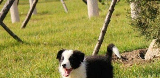 如何正确给宠物犬补充钙质（以阿拉斯加幼犬钙片怎么吃为例）