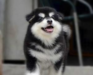 探寻阿拉斯加幼犬几个月猛长的奥秘（以宠物为主）