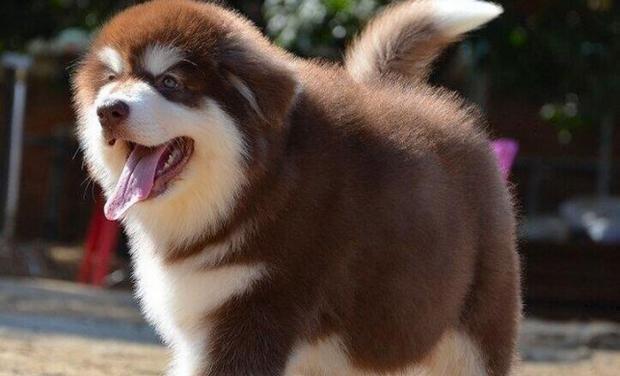 如何选择适合阿拉斯加幼犬的狗粮