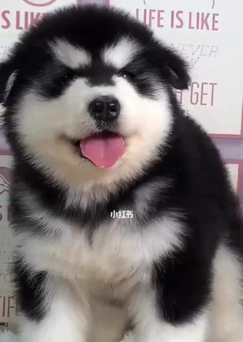 防止宠物幼犬撕撕东西的技巧（以阿拉斯加幼犬为例）