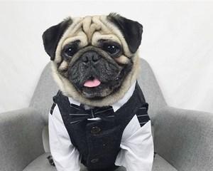 以巴哥犬穿衣指南（选择最适合你巴哥犬的衣物从今开始）