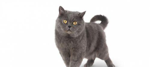 白灰相间的猫咪品种解析（探索这个可爱的混血猫的身世与性格特征）