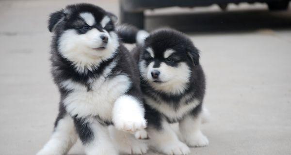 探究阿拉斯加犬半年成长的秘密（从宠物角度观察阿拉斯加犬成长的五大关键点）
