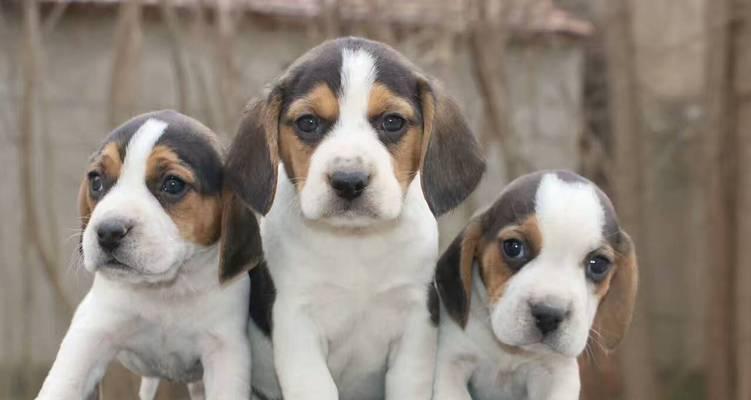 如何为半岁比格犬选择合适的狗粮（营养、口感、成分）