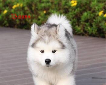 北方阿拉斯加犬——冰雪王国的勇士（深度了解阿拉斯加犬的品种特点和养护技巧）