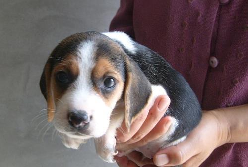如何为比格犬提供合适的饮水量（掌握比格犬每日饮水量的重要性）