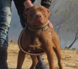 如何调教比特犬的个性特点（用正确的方法让你的比特犬变得更温顺）