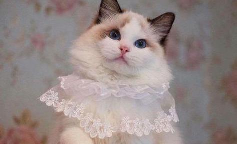 边牧与布偶猫，哪个更适合养（宠物养成攻略）