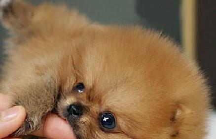 以博美吃幼犬粮几个月合适（宠物健康与幼犬粮的关系）