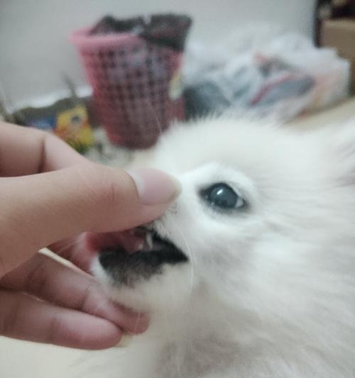 博美狗的退牙时间及相关注意事项（宠物爱好者必读）