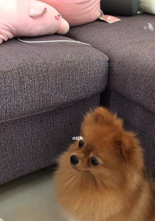 宠物狗感冒能吃鸡蛋吗（了解狗狗感冒和鸡蛋的关系）