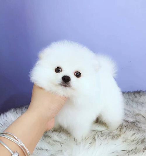 博美狗狗的成长之路（探寻博美狗狗的成长变化）