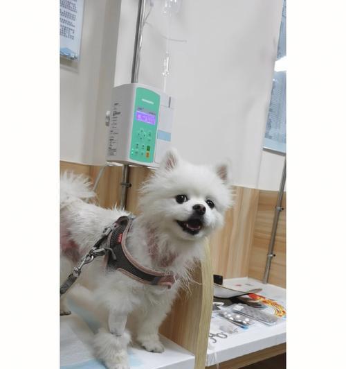 博美狗狗为什么会吐黄水？解决博美狗狗吐黄水的方法与注意事项