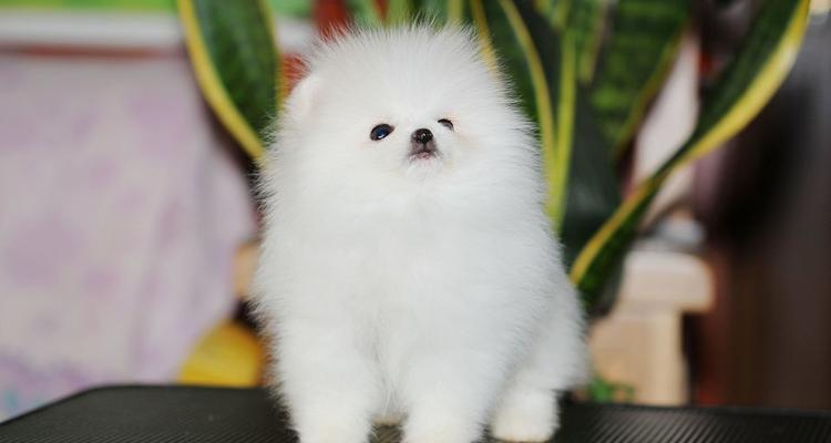 博美狗狗喜欢玩的玩具有哪些？探究博美狗狗的喜好