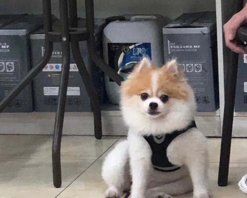 宠物行为管理有什么重要性与责任分配？