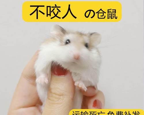 狗狗打疫苗后感冒了怎么办（小心疫苗后的副作用）