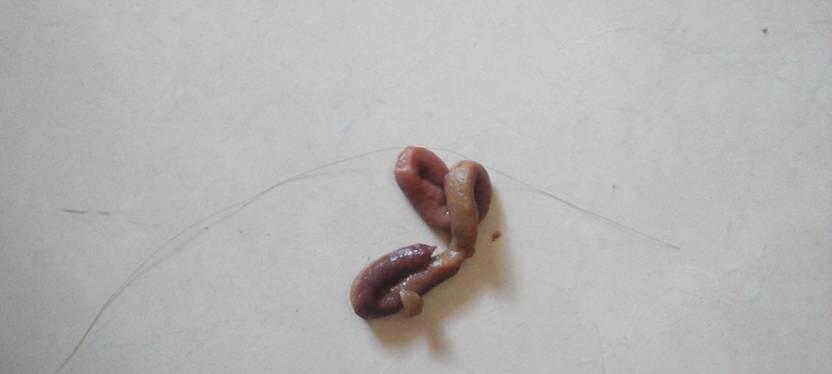 宠物狗狗大便拉不出来（如何帮助你的狗狗解决拉肚子的问题）